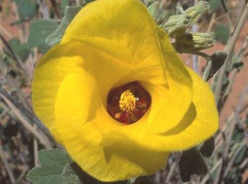 10 seeds - Hibiscus austrinus var. austrinus | Yellow Hibiscus Plant #ggvm5