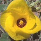 10 seeds - Hibiscus austrinus var. austrinus | Yellow Hibiscus Plant #ggvm5