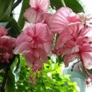 8 seeds - Medinilla magnifica Malaysian Orchid | Philippine Orchid Plant #ggvm5