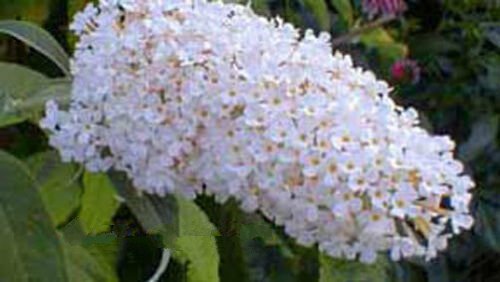 20 seeds - Buddleia davidii - White Profusion Plant #ggvm5