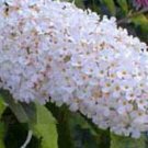 20 seeds - Buddleia davidii - White Profusion Plant #ggvm5