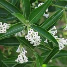 6 seeds - Cestrum diurnum White Chocolate Jasmine Plant #ggvm5