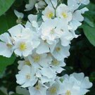 10 seeds - Rosa wichuraiana - Memorial Rose Plant #ggvm5