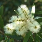 20 seeds - Callistemon salignus - White Bottlebrush shrub Plant #ggvm5