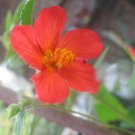 8 seeds - Pavonia missionum Orange Hibiscus Plant #ggvm5