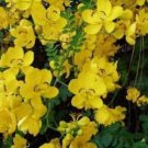10 seeds - Cassia candolleana - Golden Senna Shrub Plant #ggvm5