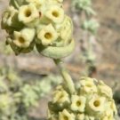 20 seeds - Buddleia utahensis - Panamint Butterfly bush Plant #ggvm5
