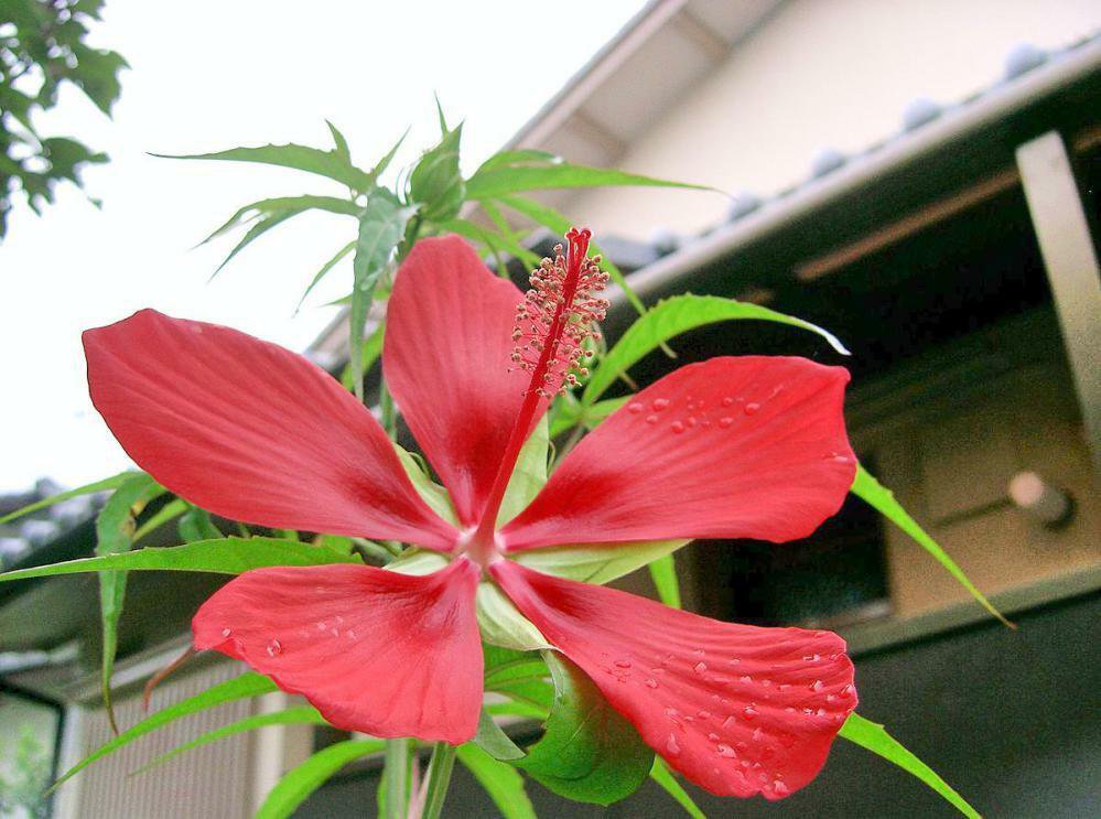10 seeds - Hibiscus coccinea - Texas Star Red Plant #ggvm5