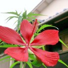 10 seeds - Hibiscus coccinea - Texas Star Red Plant #ggvm5