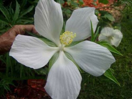 10 seeds - Hibiscus coccinea - Alba White Texas Star Plant #ggvm5