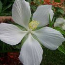 10 seeds - Hibiscus coccinea - Alba White Texas Star Plant #ggvm5