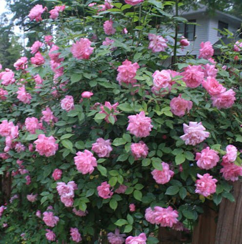 10 seeds - Old Blush Pink Climbing rose sport Plant #ggvm5
