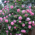 10 seeds - Old Blush Pink Climbing rose sport Plant #ggvm5