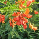 10 seeds - Sesbania punicea - Scarlet Wisteria Plant #ggvm5