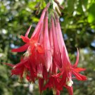 10 seeds - Fuchsia boliviana - Bolivian Fuchsia Plant #ggvm5