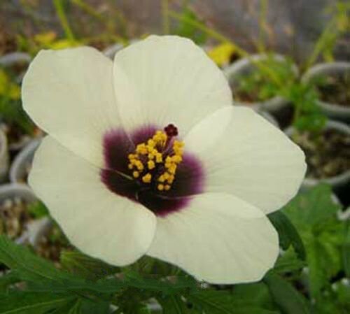 10 seeds - Rare Hibiscus cannabinus Amethyst Plant #ggvm5