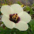 10 seeds - Rare Hibiscus cannabinus Amethyst Plant #ggvm5