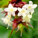 20 seeds - Leycesteria formosa - Himalayan Honeysuckle Plant #ggvm5