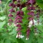 20 seeds - Leycesteria formosa - Himalayan Honeysuckle Plant #ggvm5