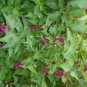 20 seeds - Leycesteria formosa - Himalayan Honeysuckle Plant #ggvm5