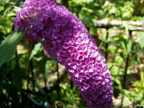 20 seeds - Buddleia davidii Violet Plant #ggvm5