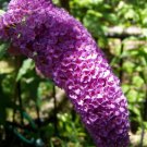 20 seeds - Buddleia davidii Violet Plant #ggvm5