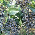10 seeds - Ligustrum lucidum - Chinese Privet Plant #ggvm5