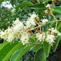 10 seeds - Ligustrum lucidum - Chinese Privet Plant #ggvm5
