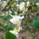 10 seeds - Lonicera fragrantissima - Fragrant honeysuckle Plant #ggvm5