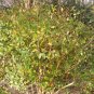 10 seeds - Lonicera fragrantissima - Fragrant honeysuckle Plant #ggvm5