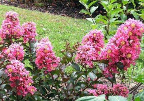 100 seeds - Lagerstroemia indica | Crape Myrtle Coral Magic Plant #ggvm5
