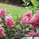 100 seeds - Lagerstroemia indica | Crape Myrtle Coral Magic Plant #ggvm5