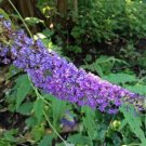 20 seeds - Buddleia skutchii Rare Plant #ggvm5