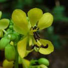 10 seeds - Cassia marilandica - Wild Senna Plant #ggvm5