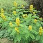 10 seeds - Cassia marilandica - Wild Senna Plant #ggvm5