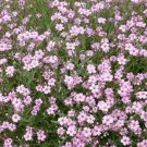 100 seeds - Gypsophila elegans rosea - Baby's Breath Plant #ggvm5