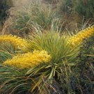 8 seeds - Aciphylla aurea Golden Spaniard Plant #ggvm5