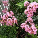 10 seeds - Crepe Myrtle Sioux Plant #ggvm5