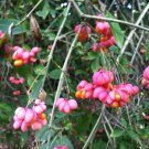 10 seeds - Euonymus europaeus - European spindle Plant #ggvm5