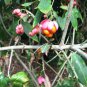 10 seeds - Euonymus europaeus - European spindle Plant #ggvm5