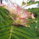 20 seeds - Albizzia julibrissin - Mimosa Pink tree Plant #ggvm5