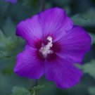 10 seeds - Hibiscus syriacus - Violet Satin Plant #ggvm5