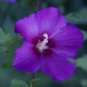 10 seeds - Hibiscus syriacus - Violet Satin Plant #ggvm5