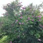 10 seeds - Hibiscus syriacus - Violet Satin Plant #ggvm5