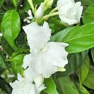 10 seeds - Tabernaemontana coronaria - Butterfly Gardenia Plant #ggvm5