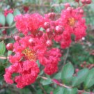 10 seeds - Crepe Myrtle Dwarf Strawberry Dazzle Plant #ggvm5