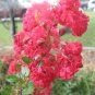 10 seeds - Crepe Myrtle Dwarf Strawberry Dazzle Plant #ggvm5