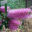 20 seeds - Callistemon violaceus - Violet Bottlebrush Plant #ggvm5