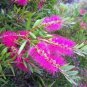 20 seeds - Callistemon violaceus - Violet Bottlebrush Plant #ggvm5
