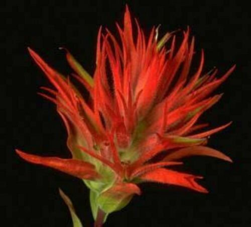10 seeds - Castilleja applegatei or Wavy-leaf Paintbrush Plant #ggvm5